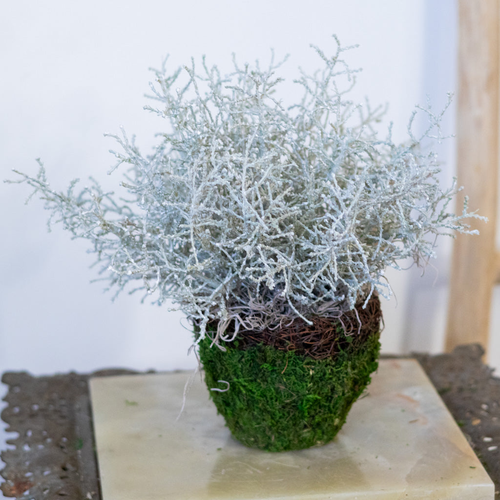 Spanish Moss Bush Drop In