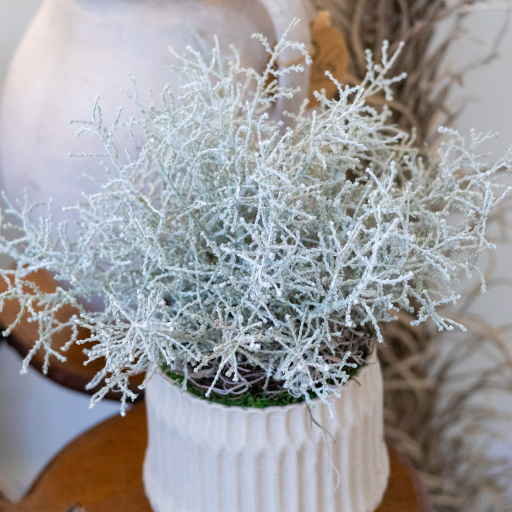 Spanish Moss Bush Drop In