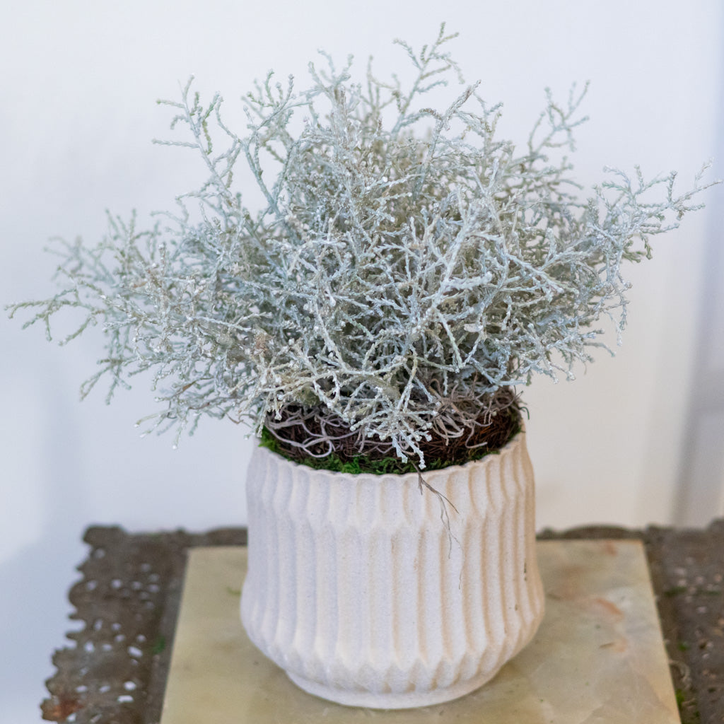 Spanish Moss Bush Drop In