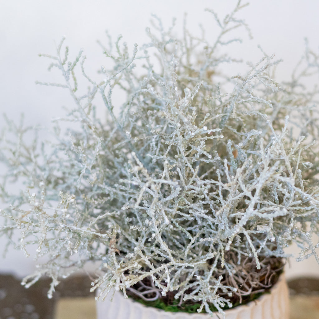 Spanish Moss Bush Drop In