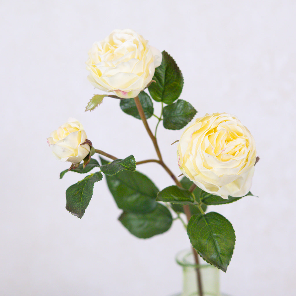 Just Cut Floribunda Rose and Bud Cream Blush