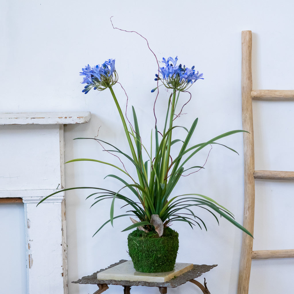 Double Blue Agapanthus Drop In