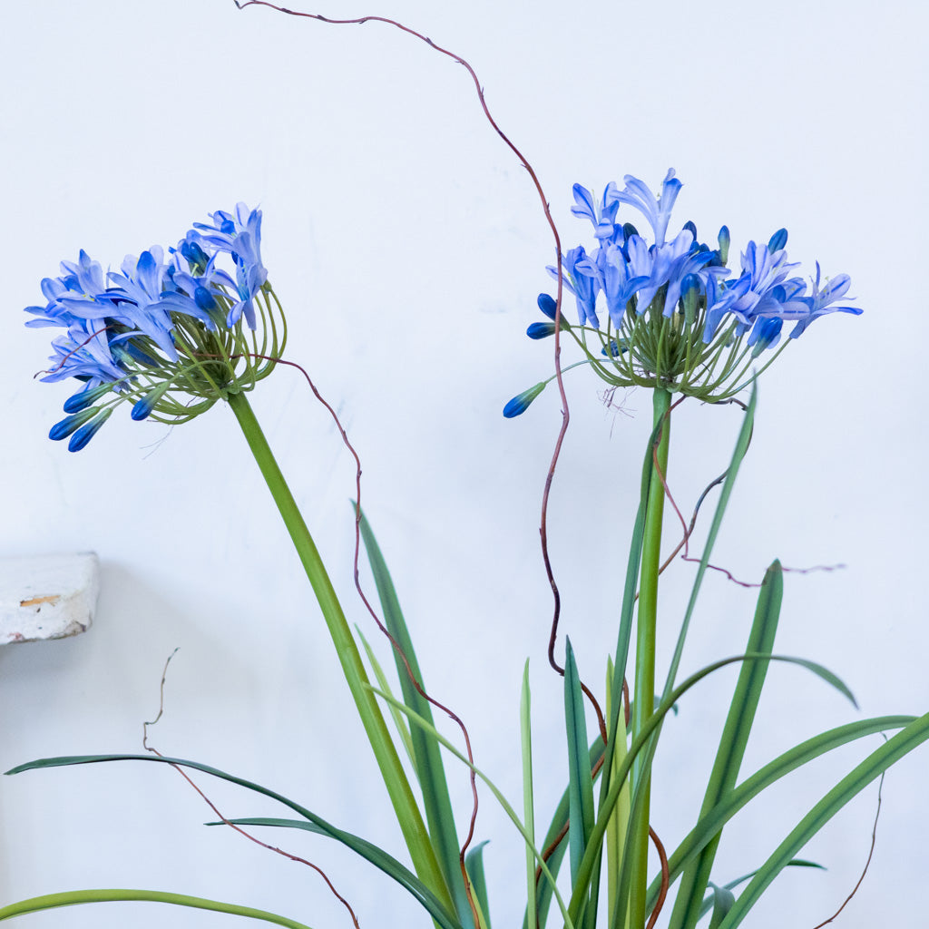 Double Blue Agapanthus Drop In