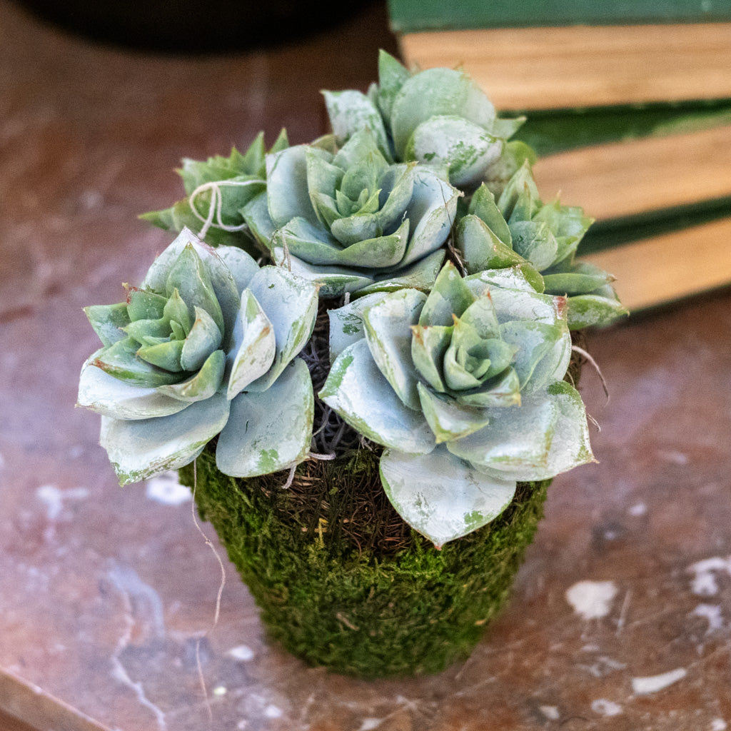 Triple Rosetta Moss Pot Drop In
