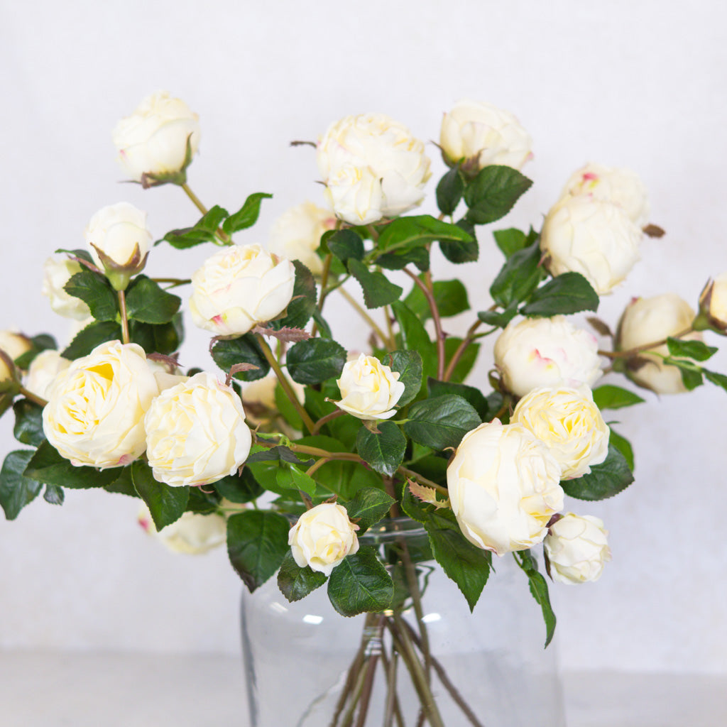 Just Cut Floribunda Rose and Bud Cream Blush