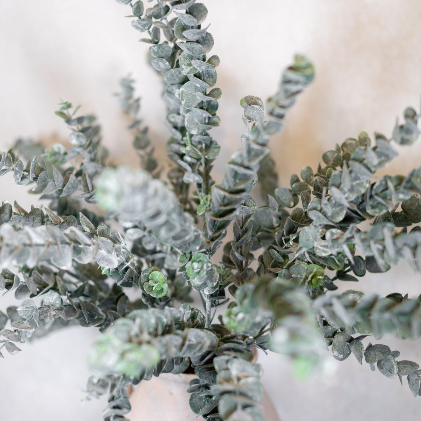 Eucalyptus Spray Gray Green