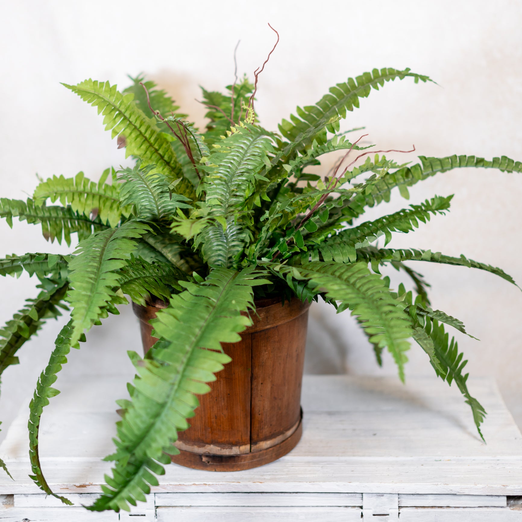 Estate Boston Fern UV Resistant Bush Medium
