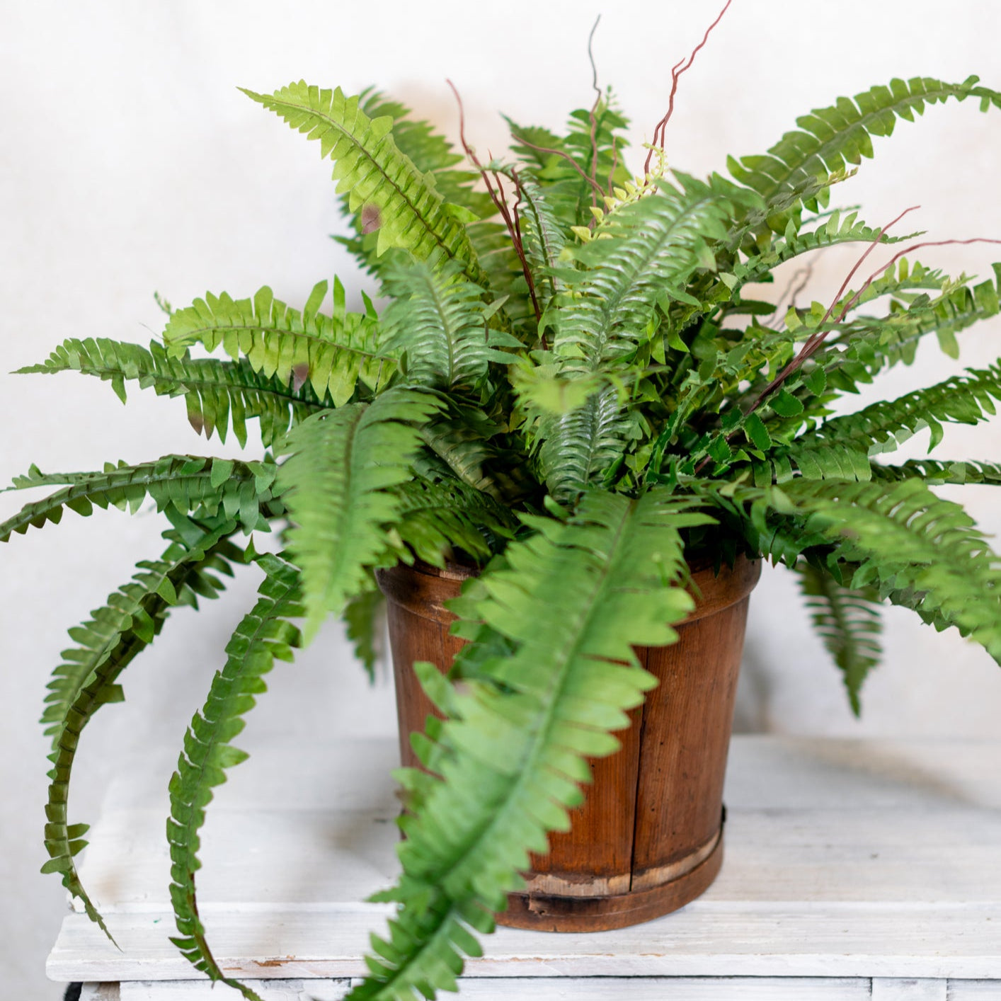 Estate Boston Fern UV Resistant Bush Medium