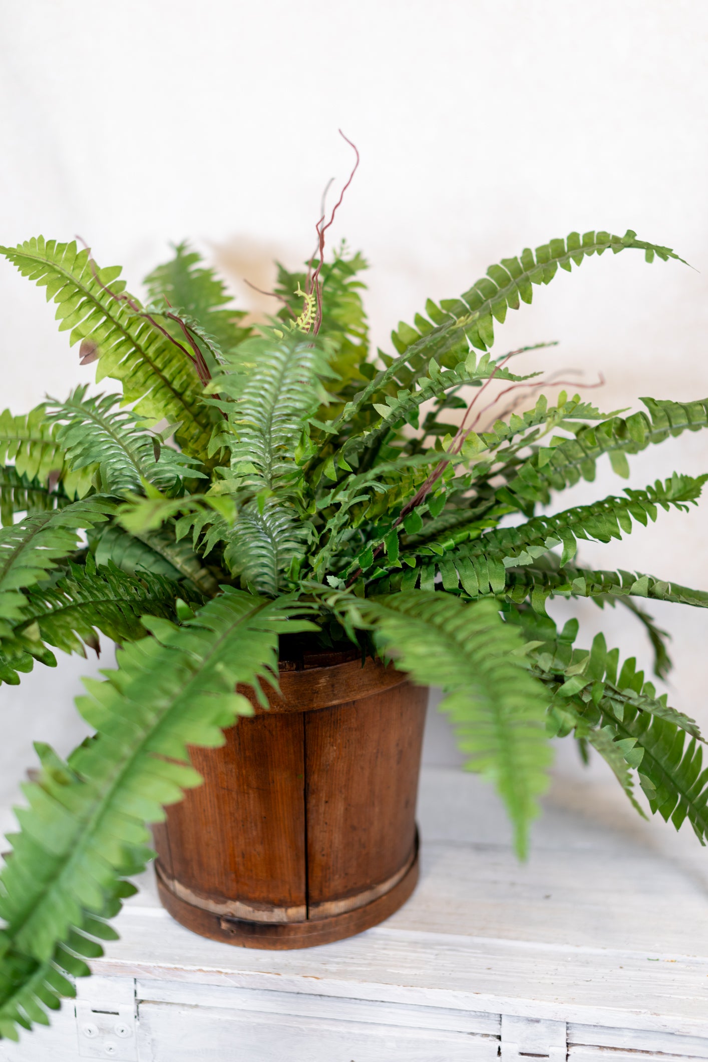 Estate Boston Fern UV Resistant Bush Medium