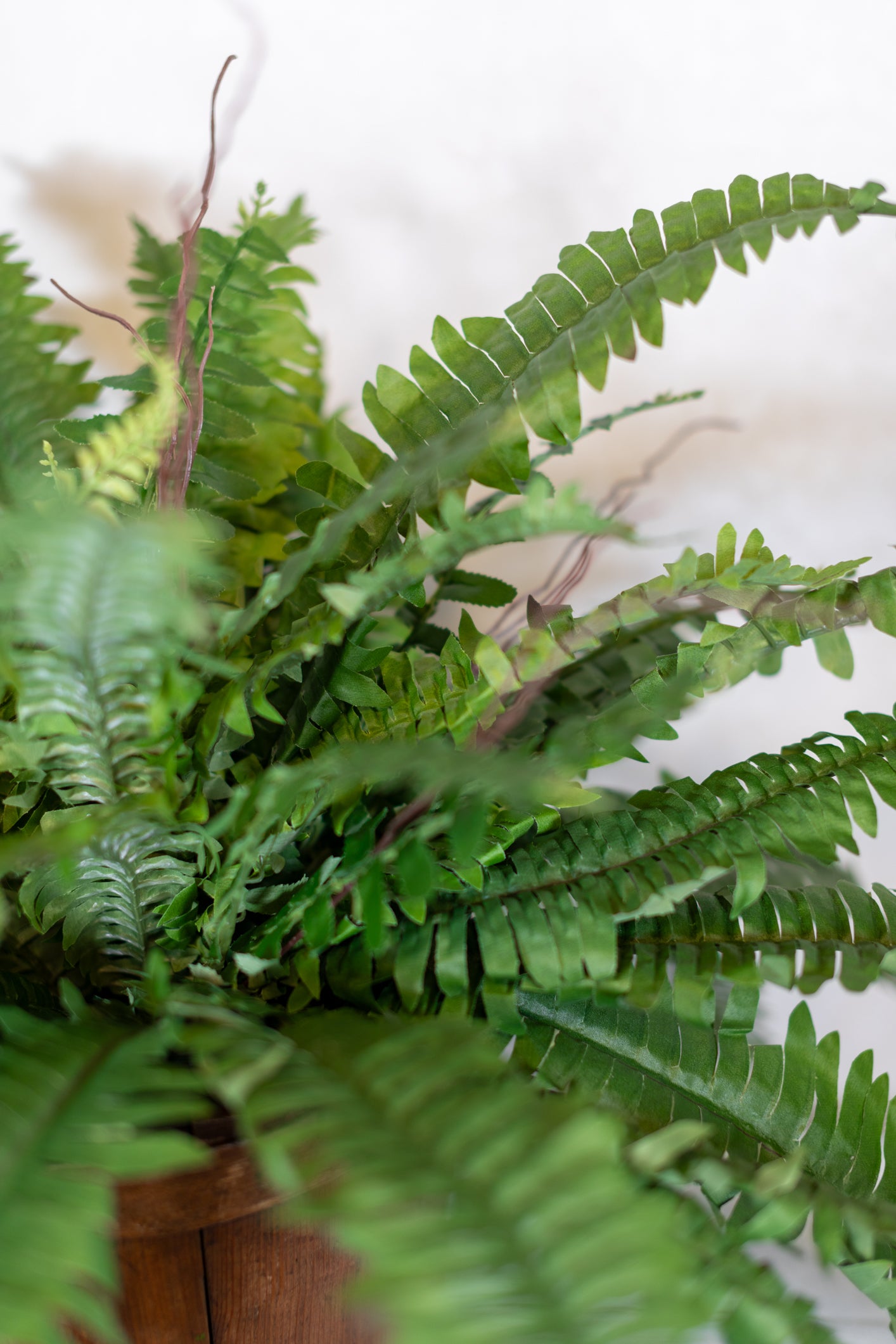 Estate Boston Fern UV Resistant Bush Medium