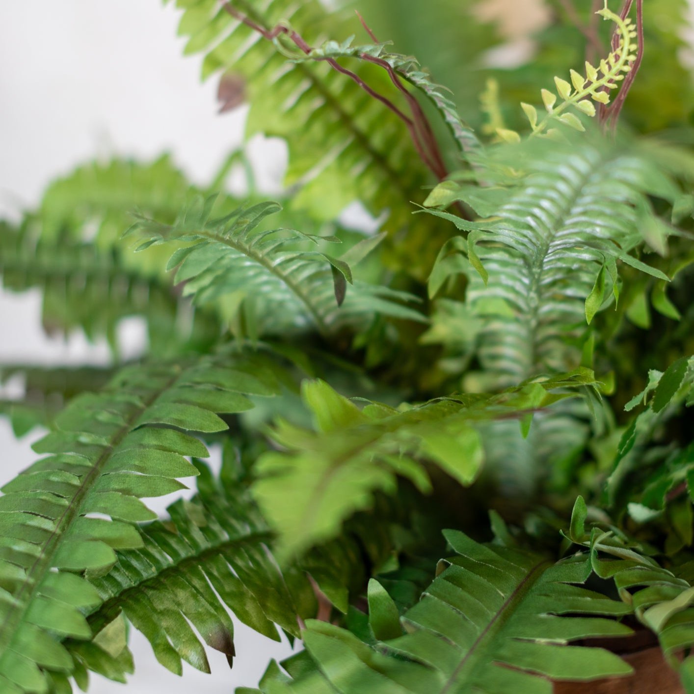 Estate Boston Fern UV Resistant Bush Medium