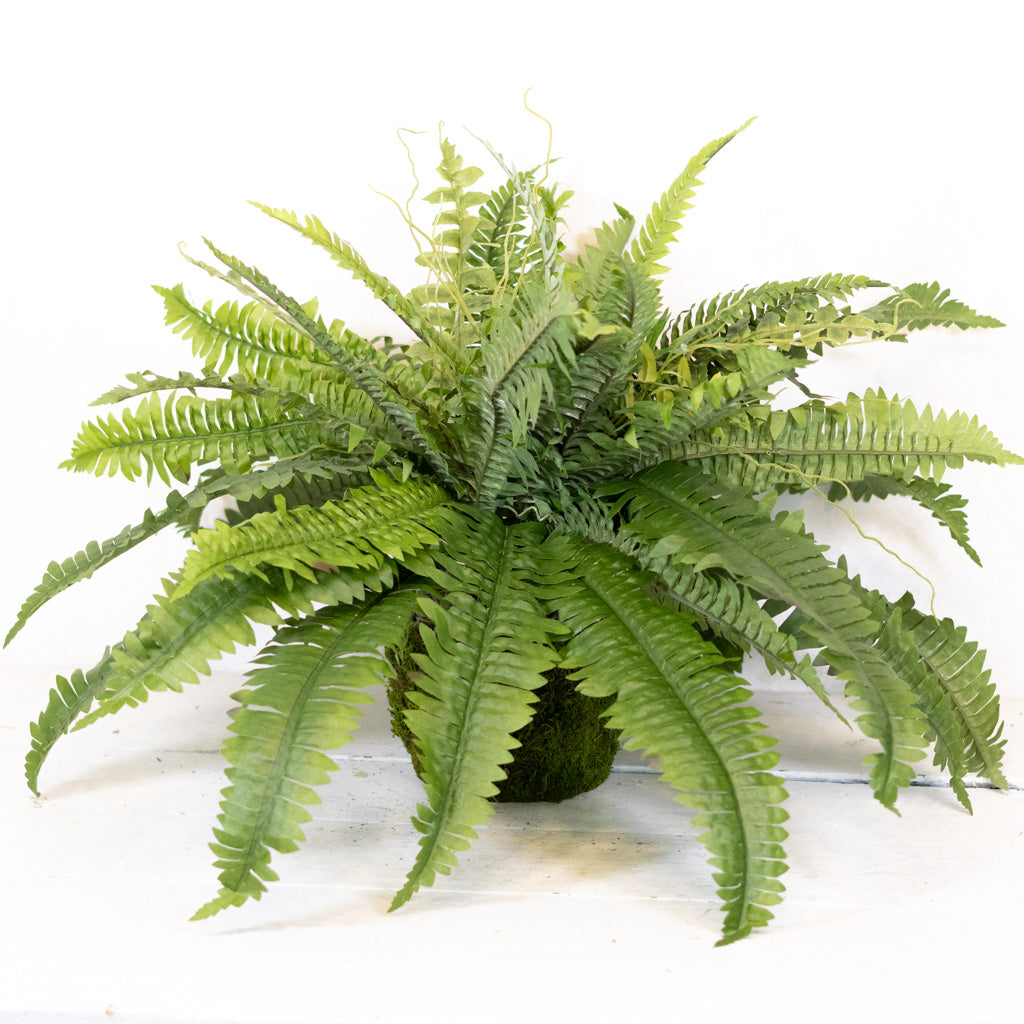 Estate Boston Fern UV Resistant Bush Medium Drop In