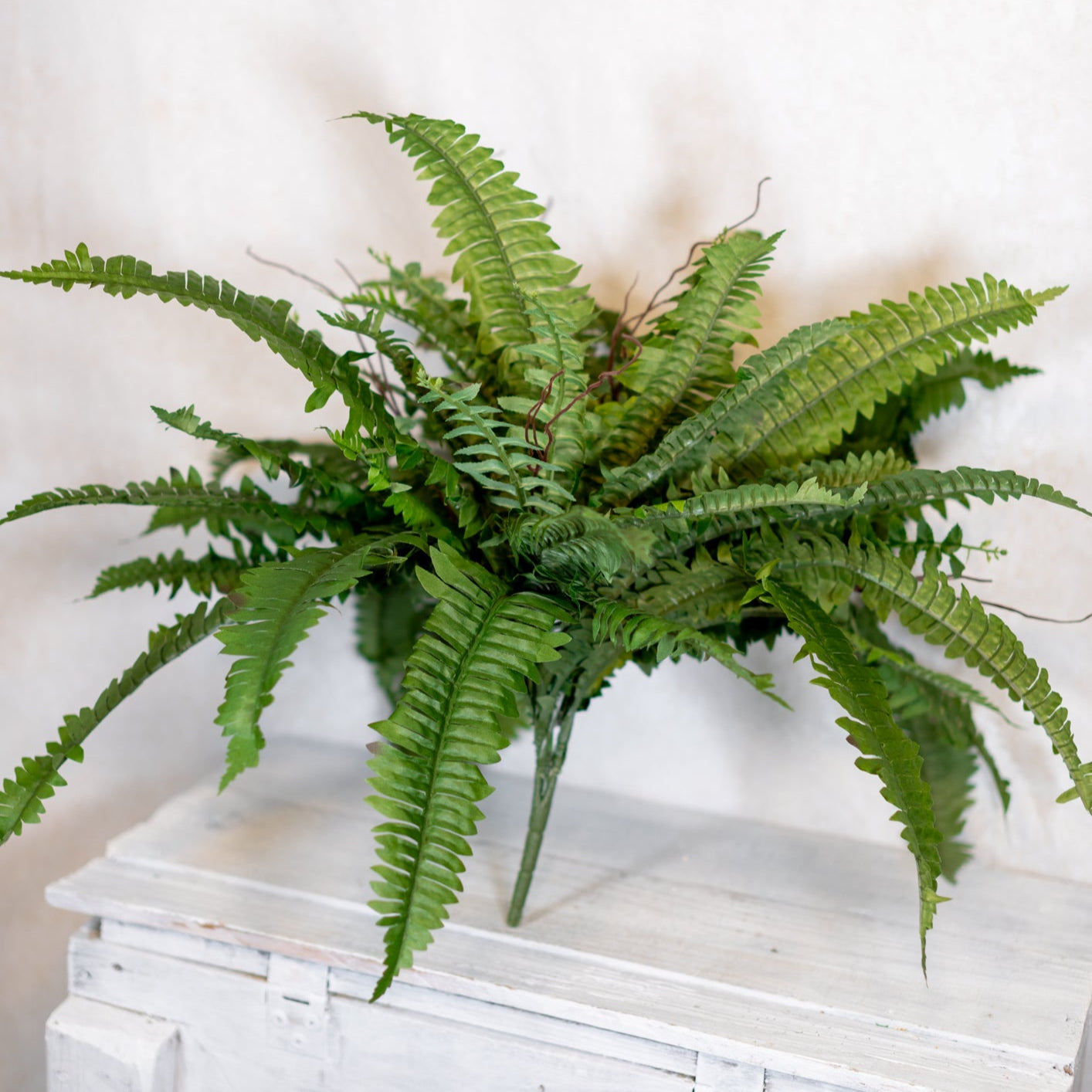 Estate Boston Fern UV Resistant Bush Medium