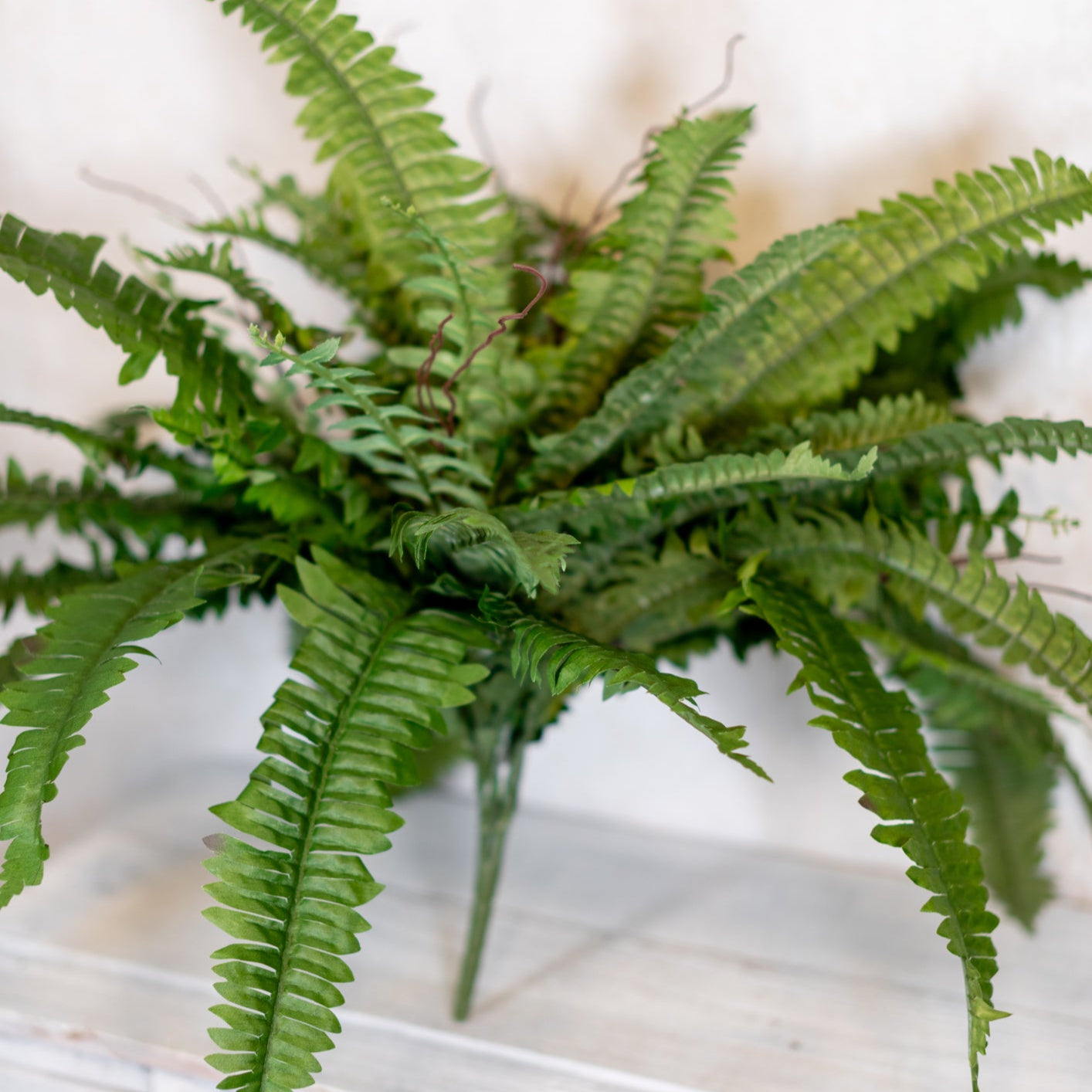 Estate Boston Fern UV Resistant Bush Medium