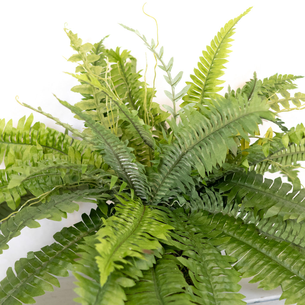 Estate Boston Fern UV Resistant Bush Medium Drop In