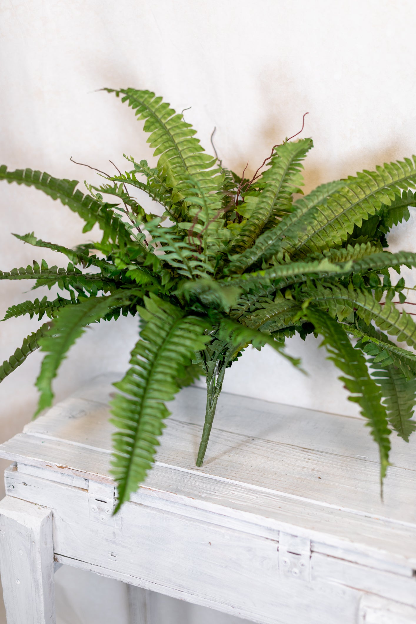 Estate Boston Fern UV Resistant Bush Medium