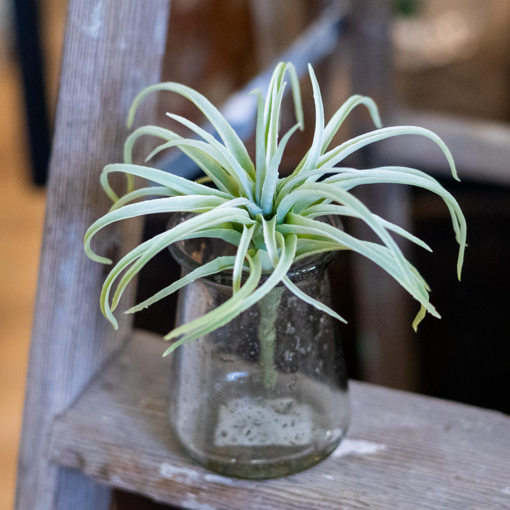 Spider Tillandsia