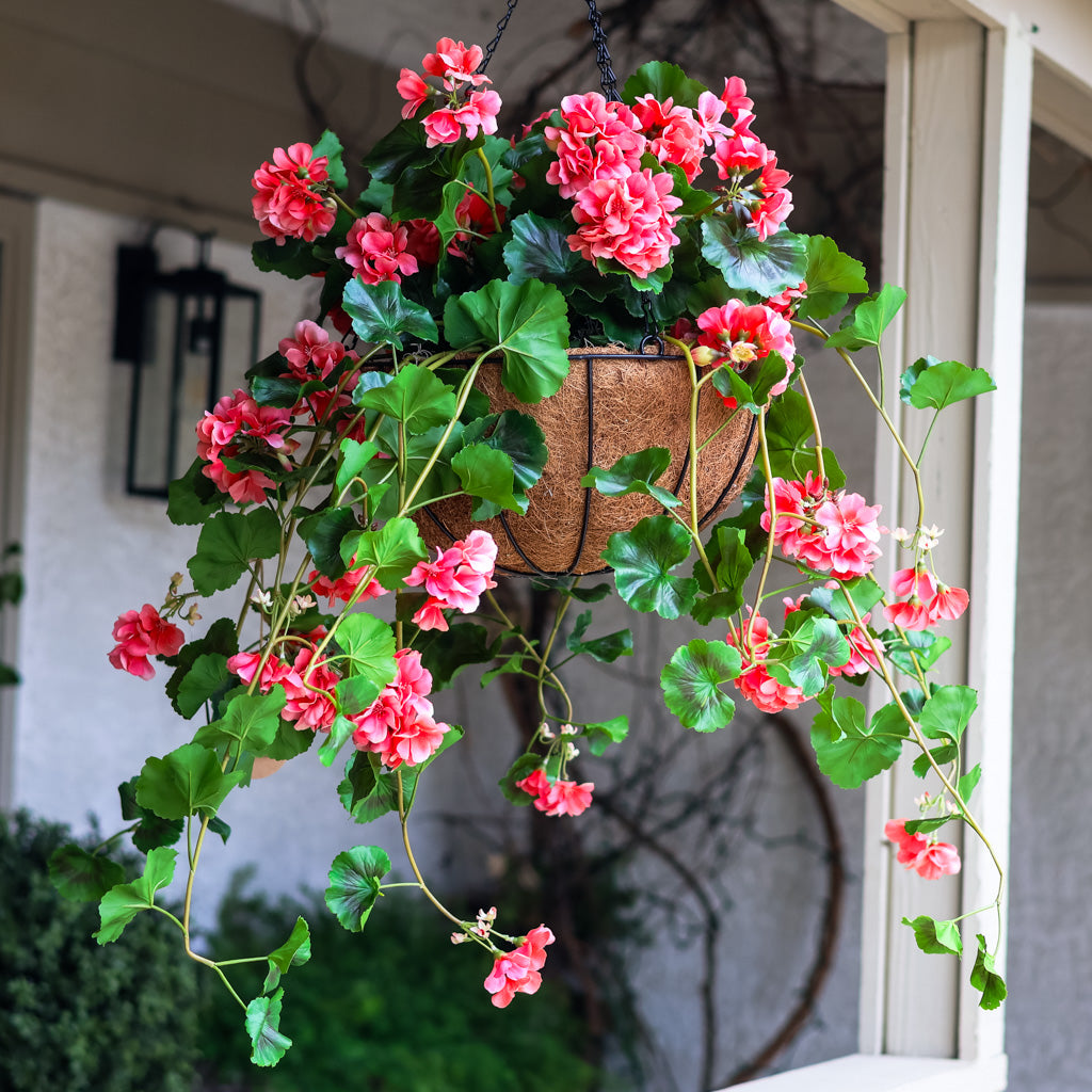 UV Salmon Geranium Hanging Basket