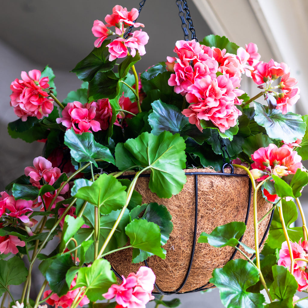 UV Salmon Geranium Hanging Basket