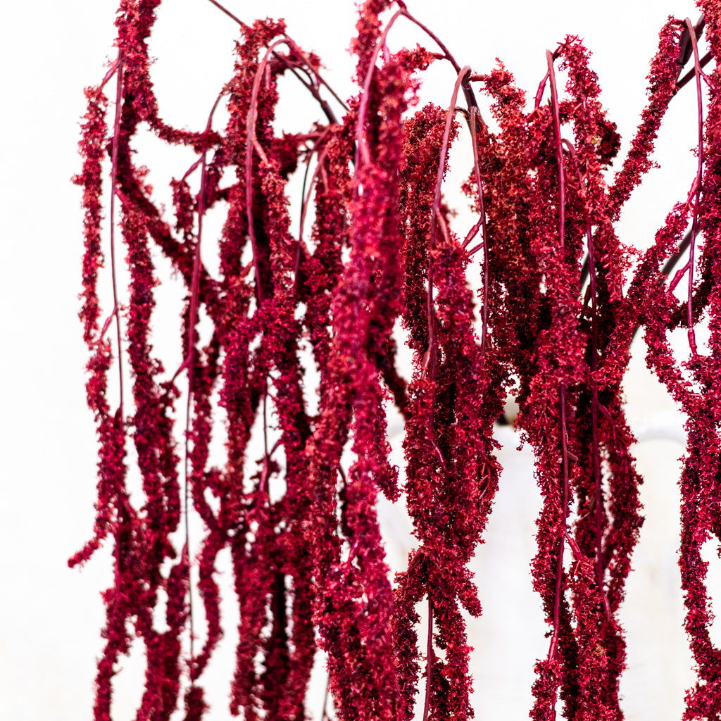Wine Amaranthus Hanging Spray