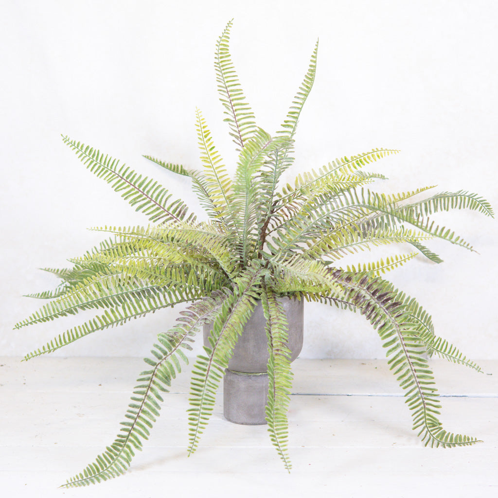Long Fern Bush