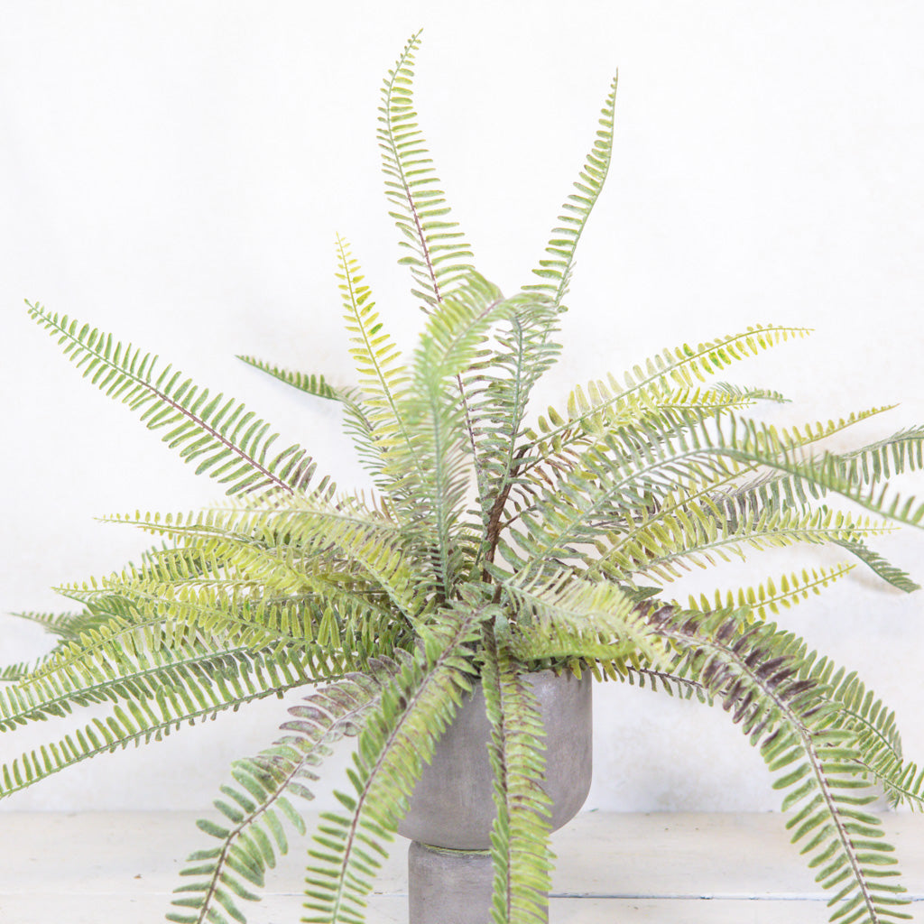 Long Fern Bush