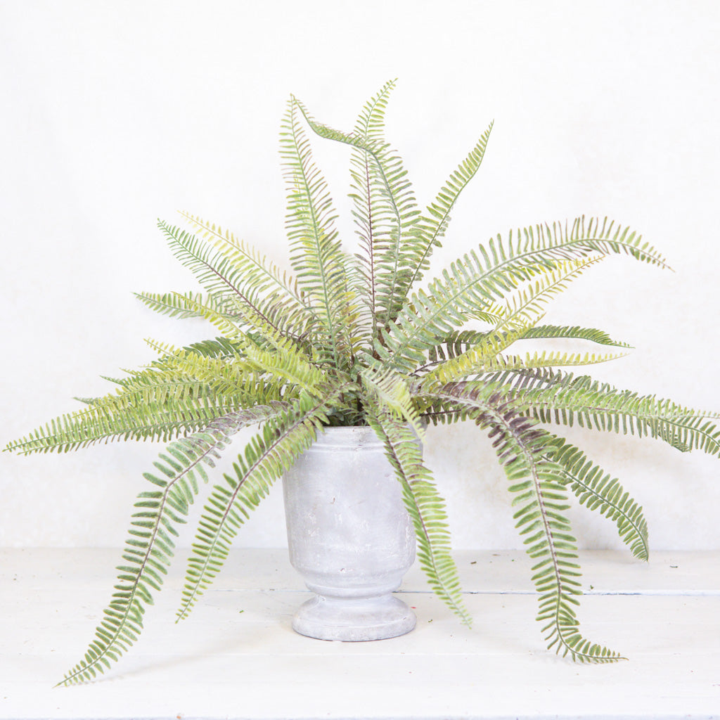 Long Fern Bush