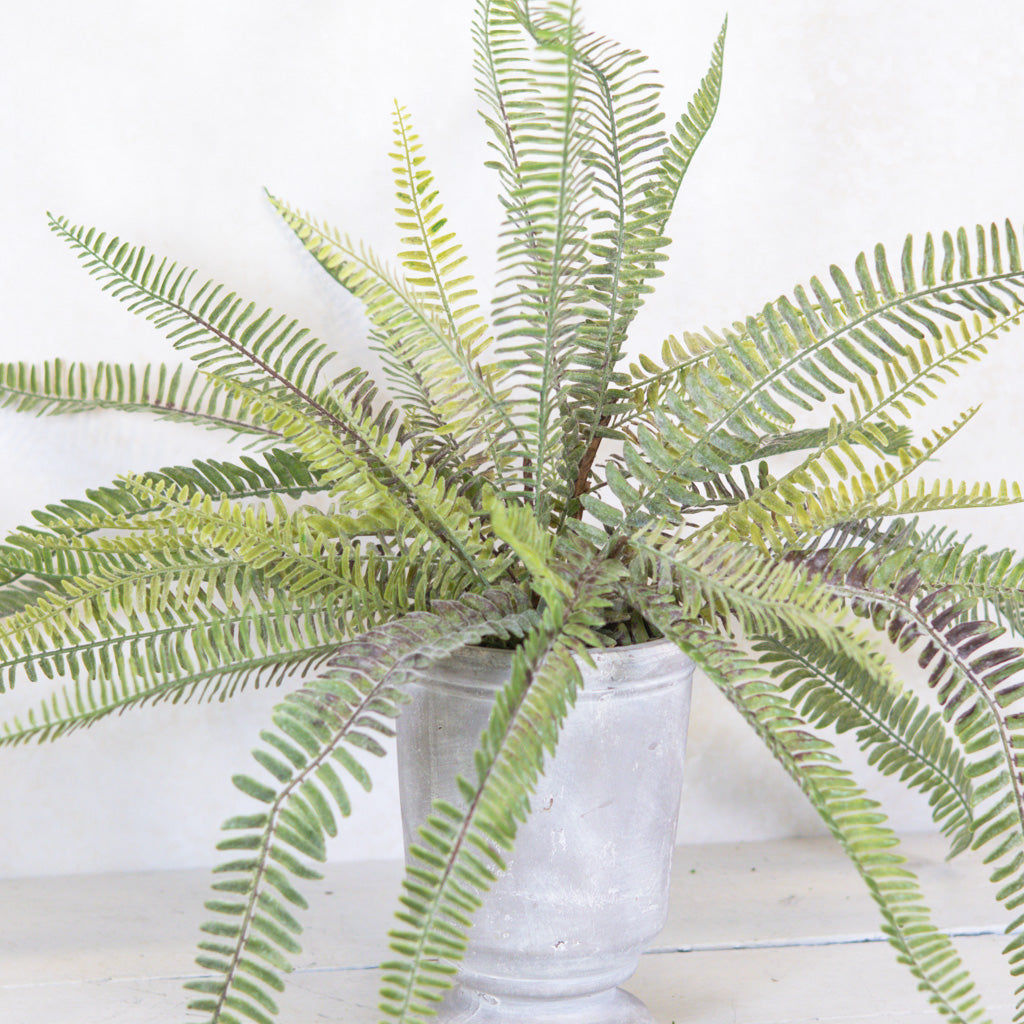 Long Fern Bush