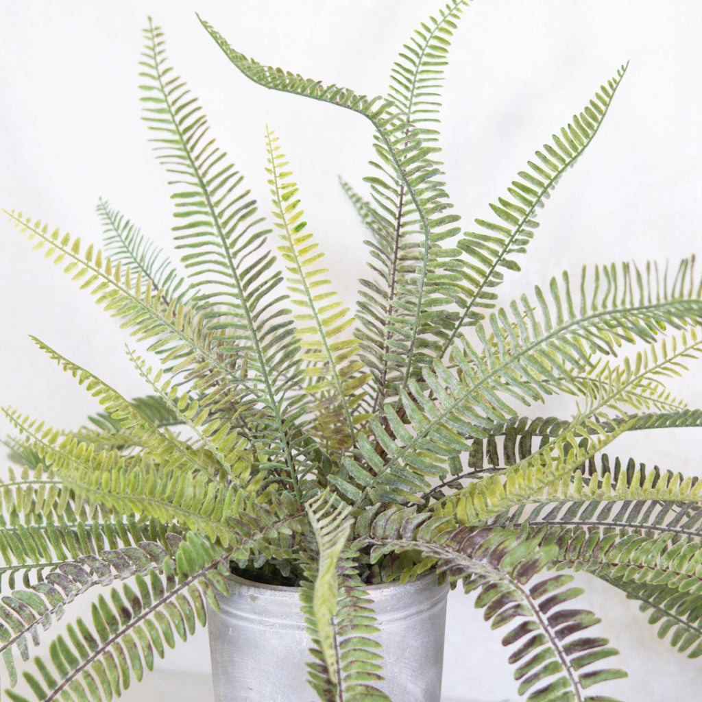Long Fern Bush