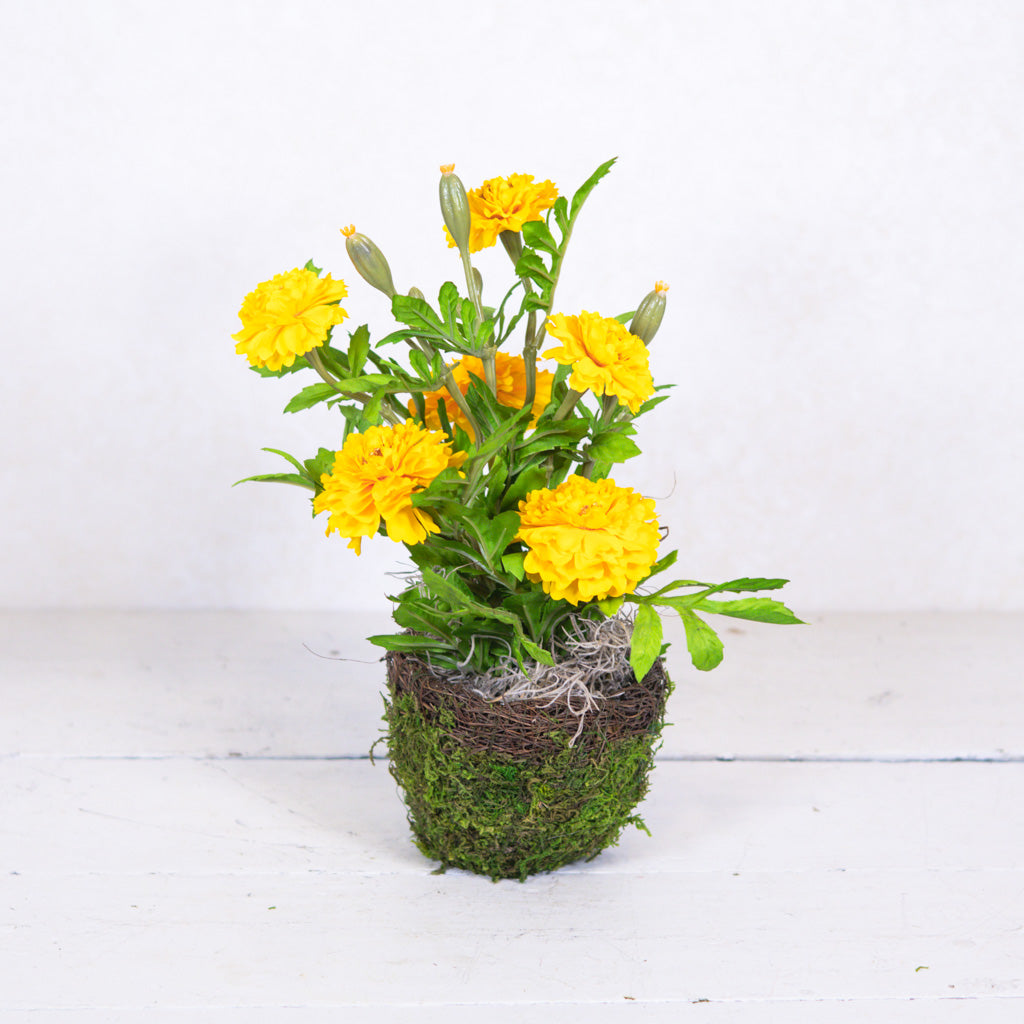 Marigold in Moss Pot