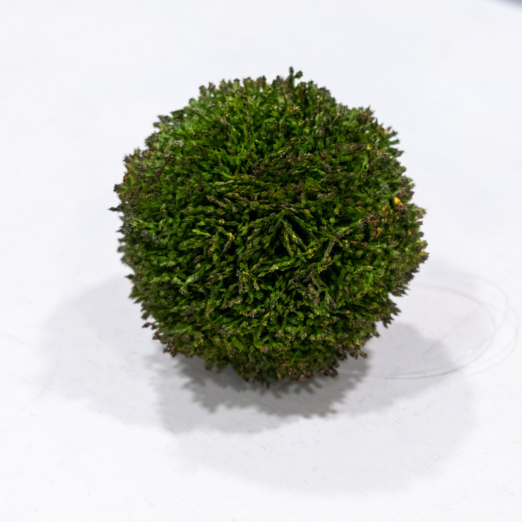 Medium Sedum Ball