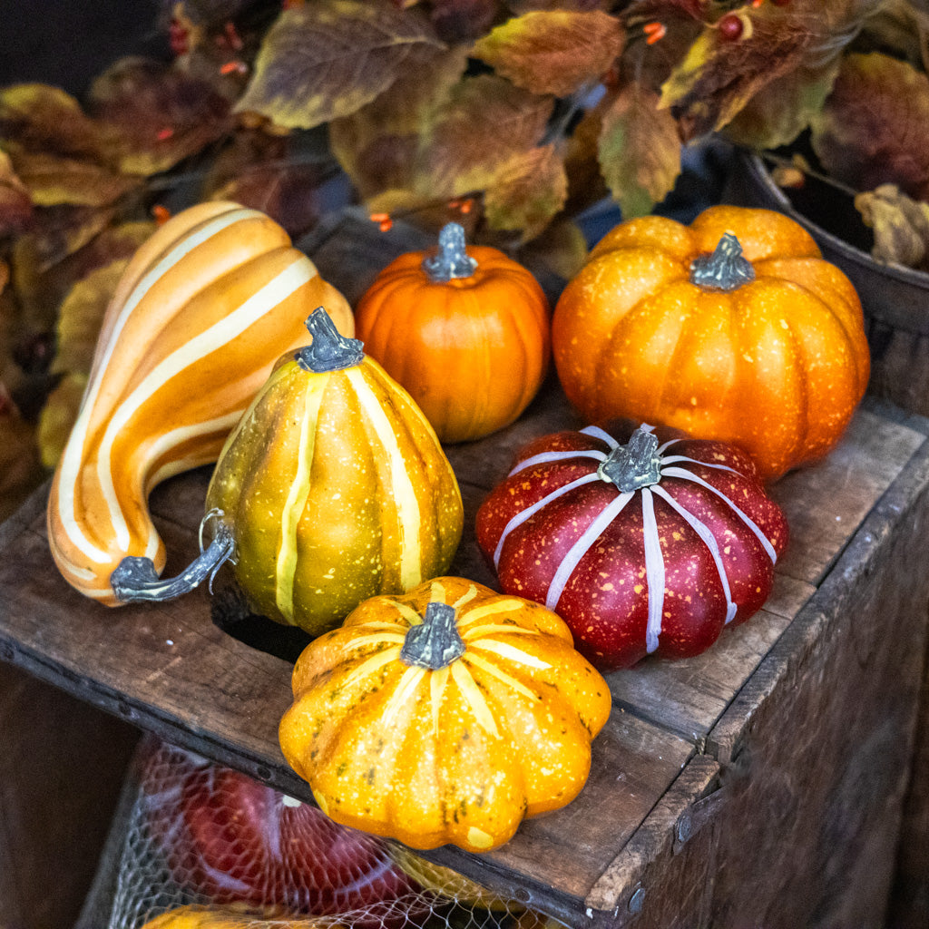 Bag of Six Pumpkins and Gourds