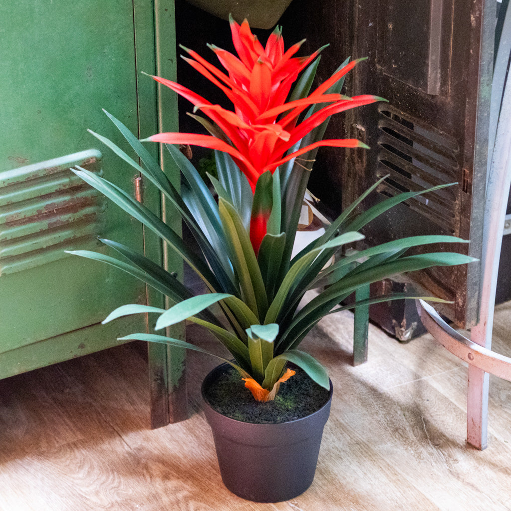 UV Potted Red Bromeliad Plant