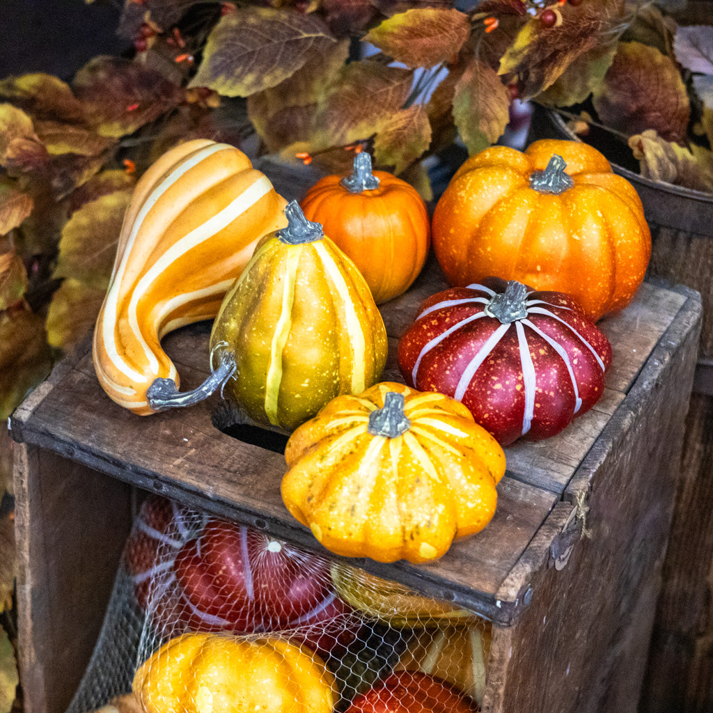 Bag of Six Pumpkins and Gourds
