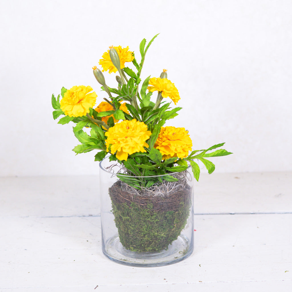 Marigold in Moss Pot