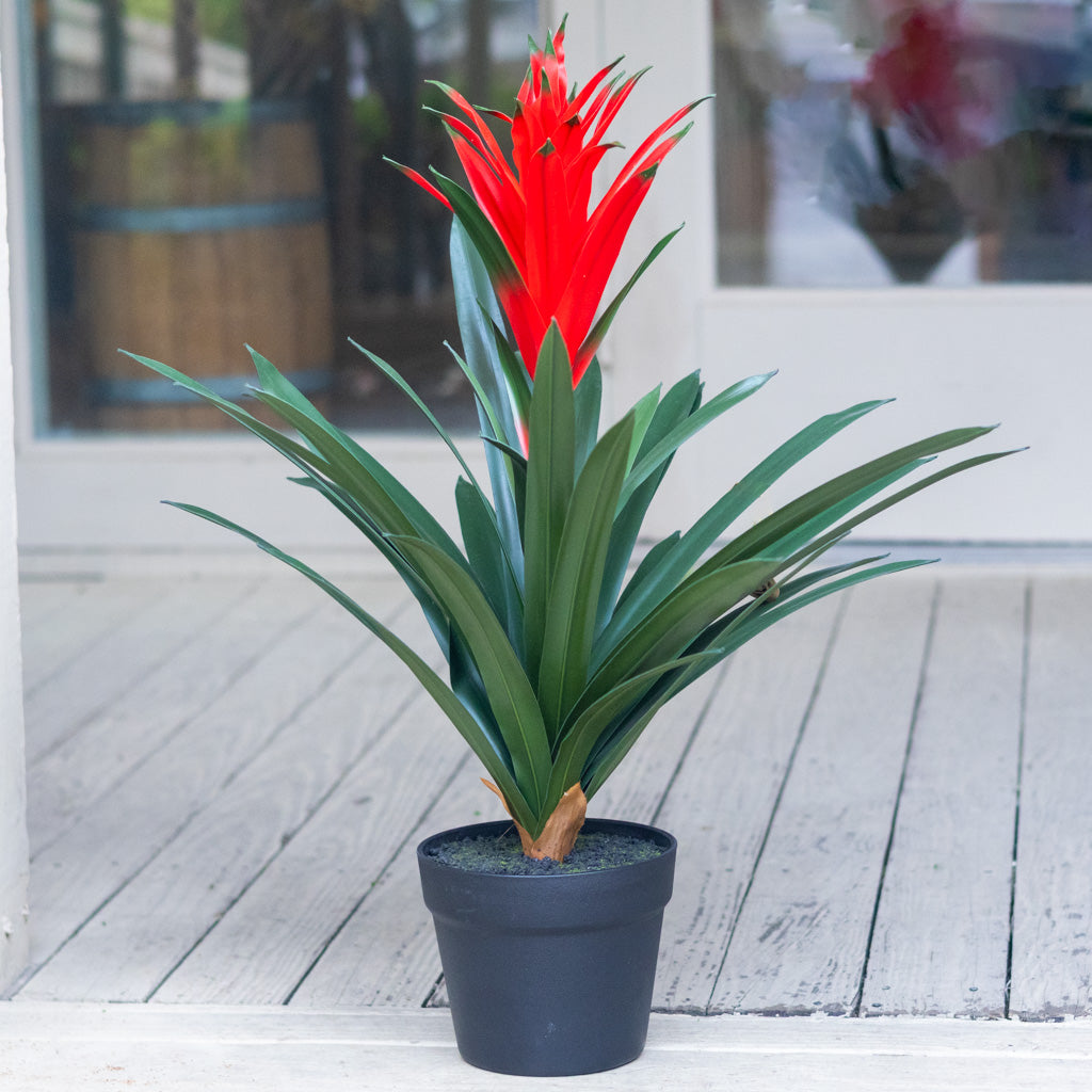 UV Potted Red Bromeliad Plant