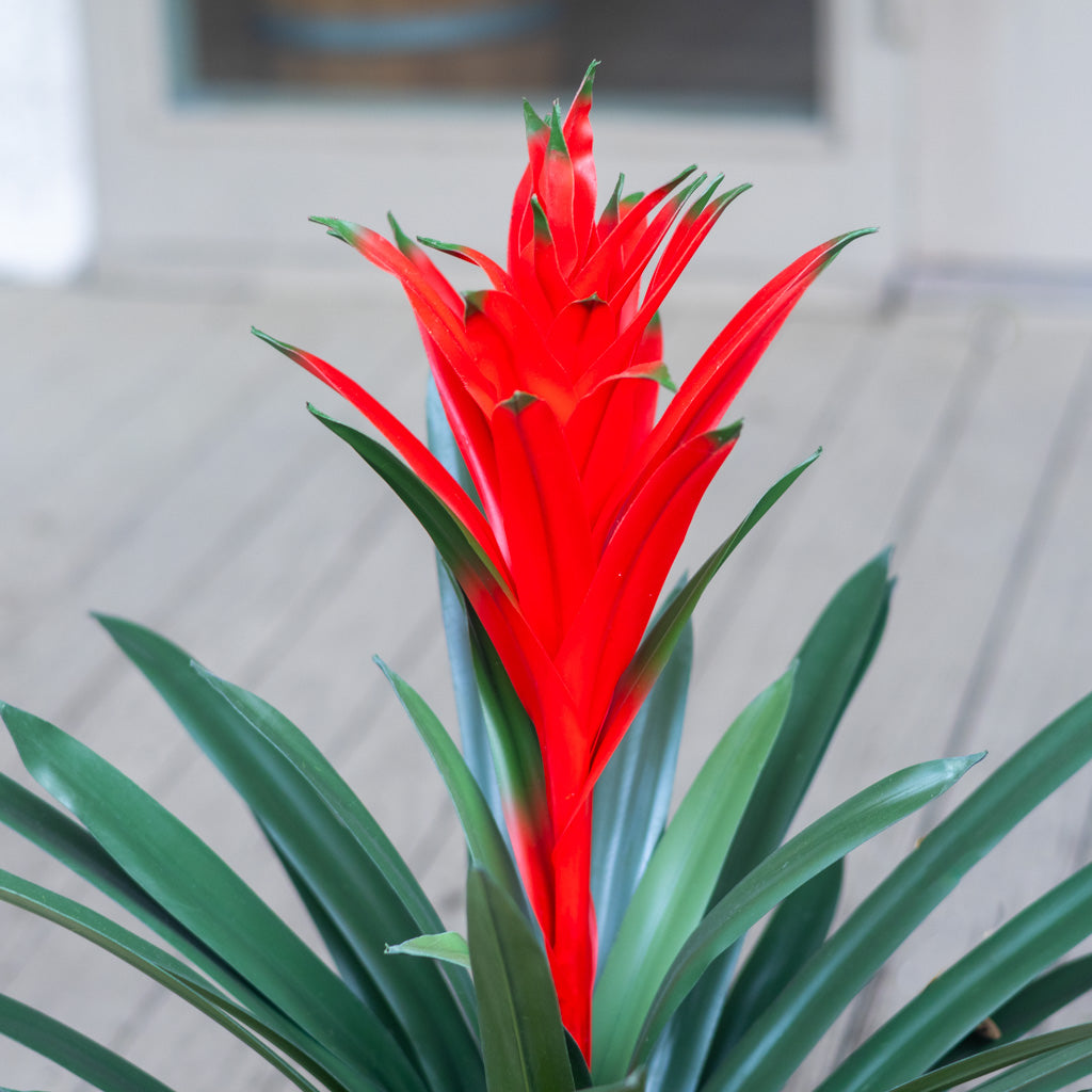 UV Potted Red Bromeliad Plant