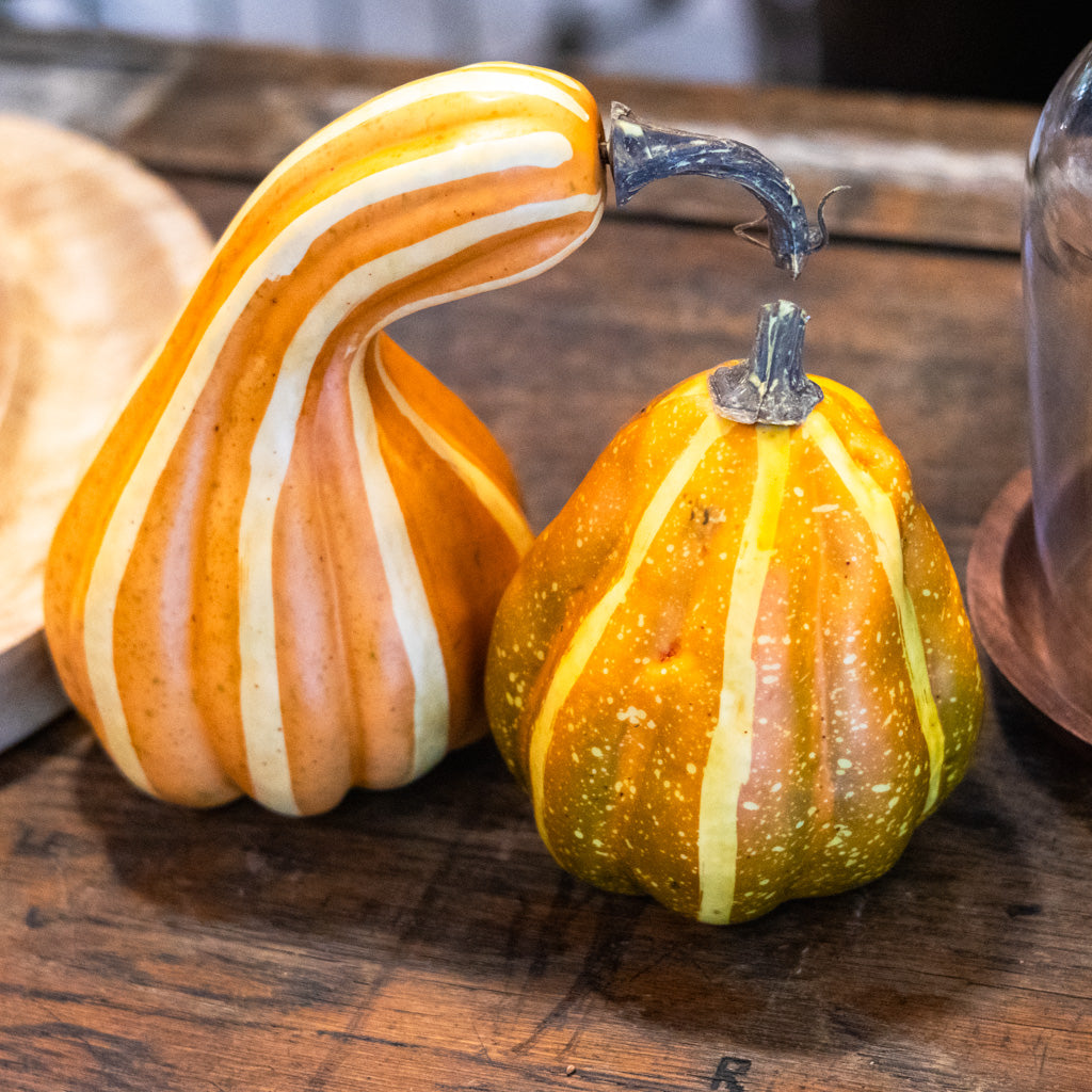 Bag of Six Pumpkins and Gourds