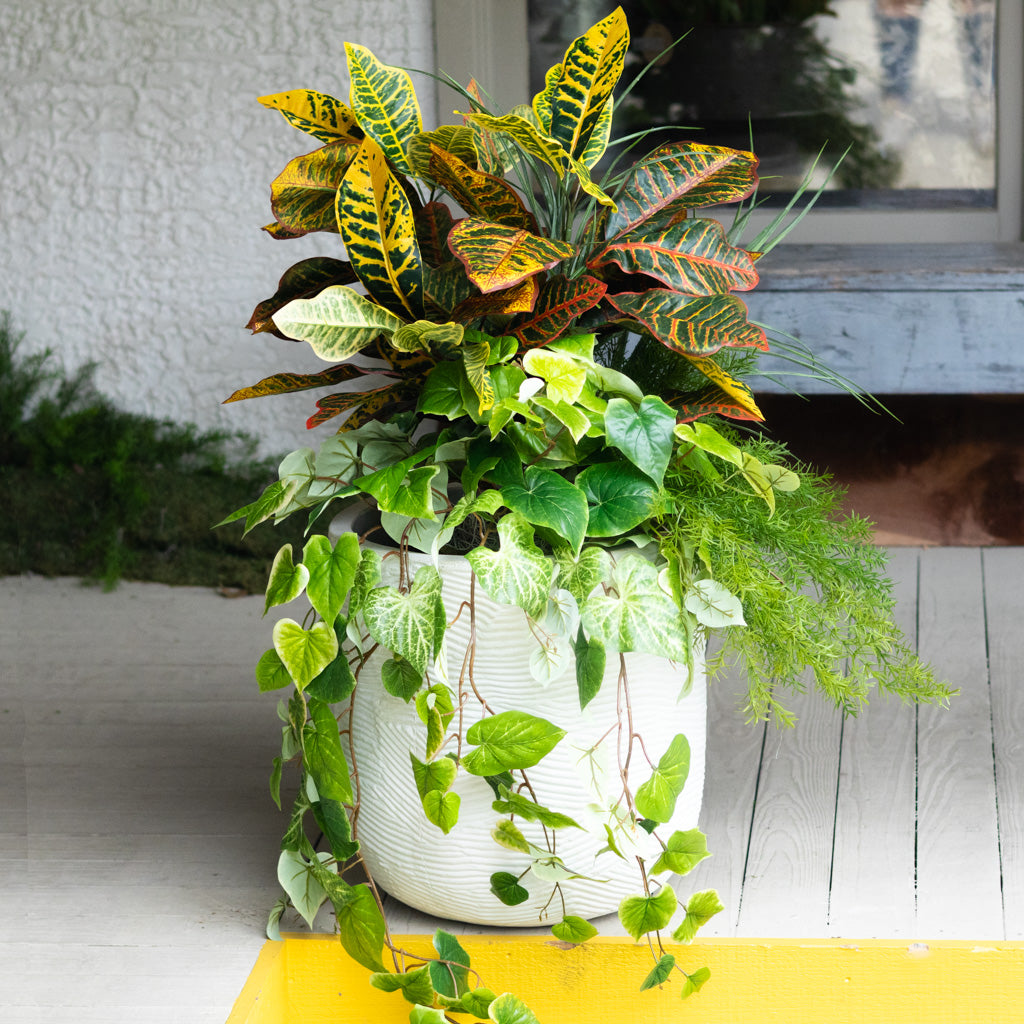Mixed Greens and Croton Planter Drop In