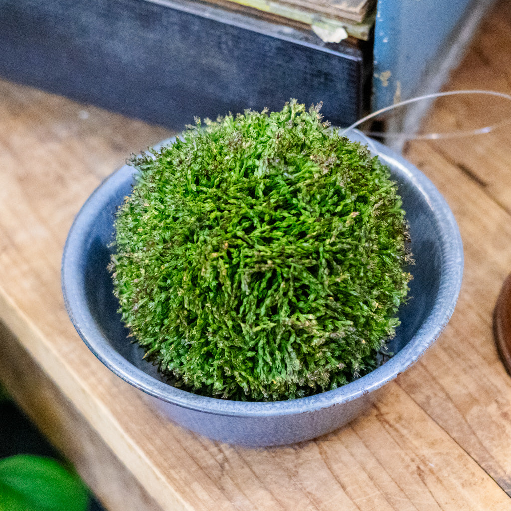 Medium Sedum Ball