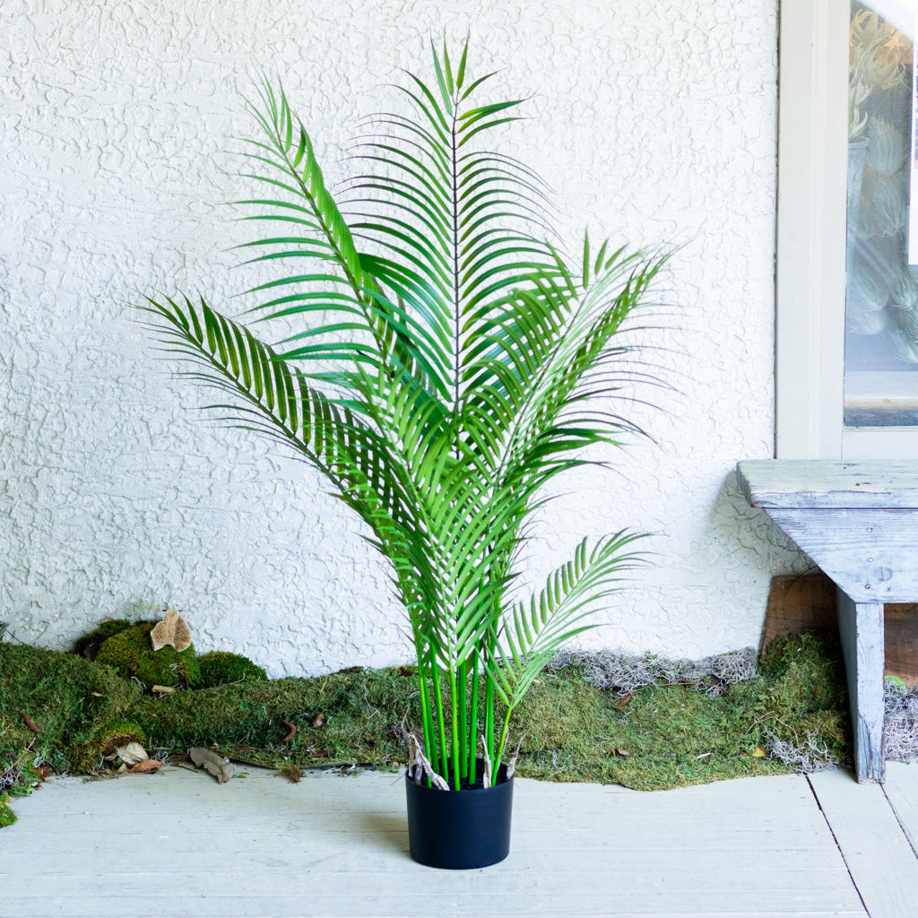 48" Areca Palm Tree Short in Pot