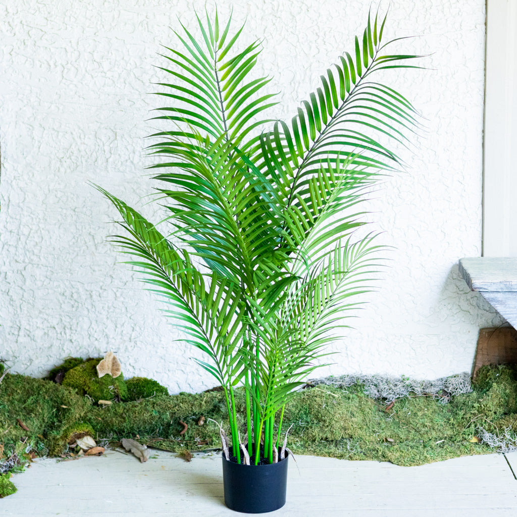 48" Areca Palm Tree Short in Pot