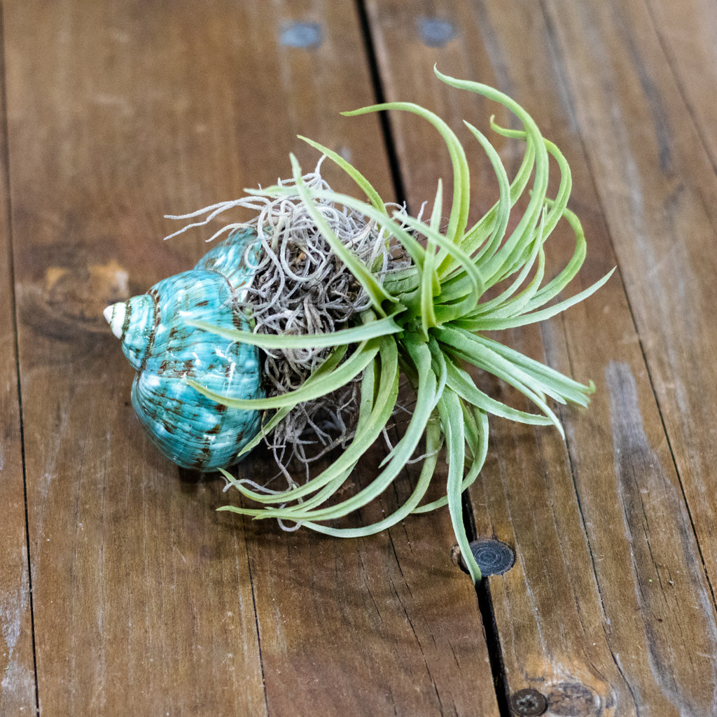 Blue Air Plant Shellie