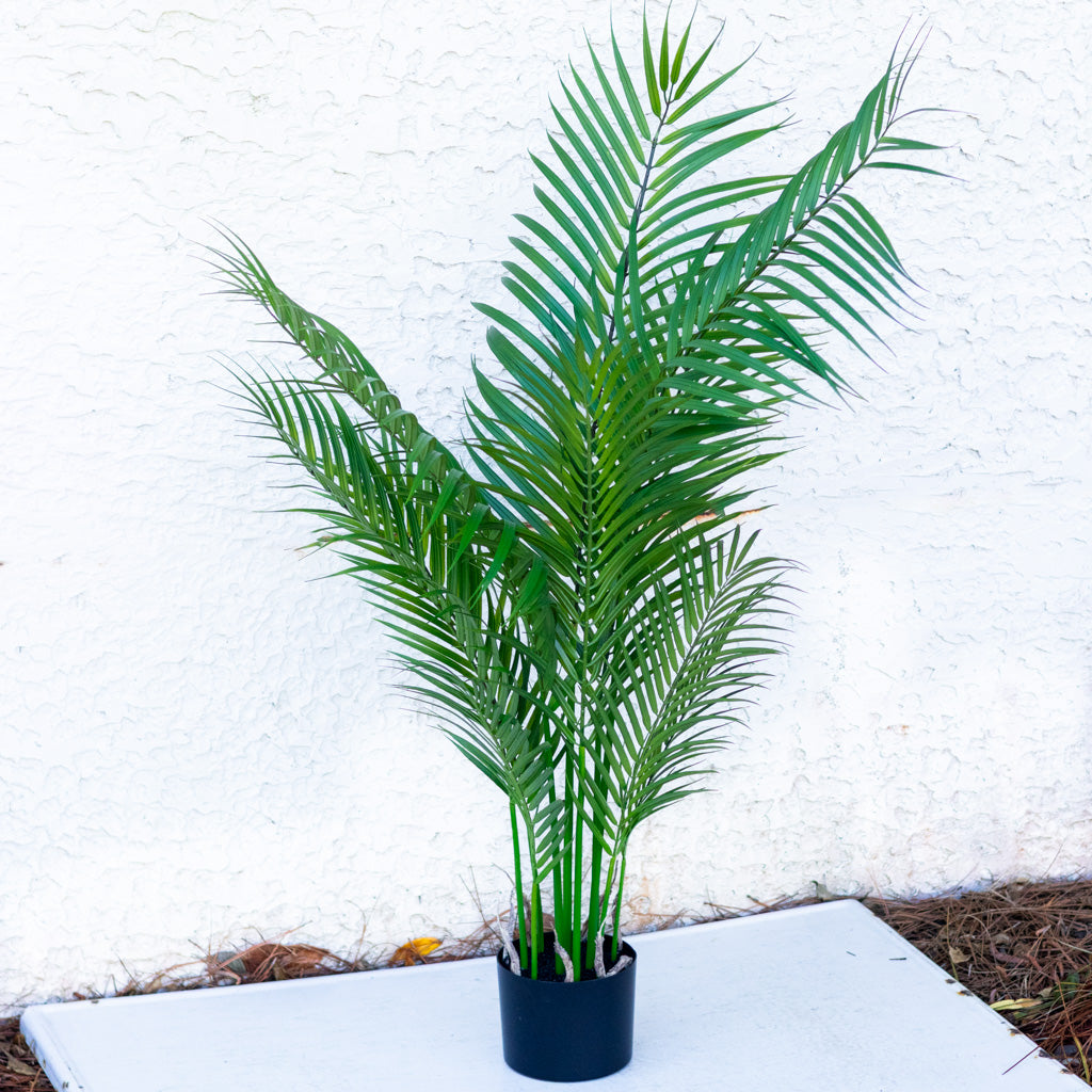 48" Areca Palm Tree Short in Pot