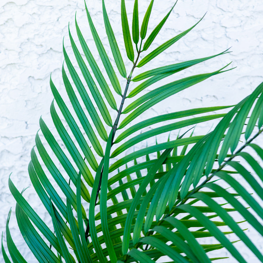 48" Areca Palm Tree Short in Pot