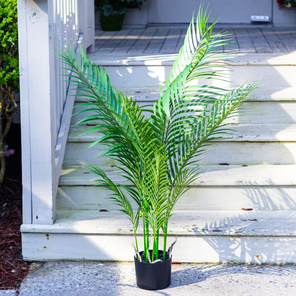 48" Areca Palm Tree Short in Pot