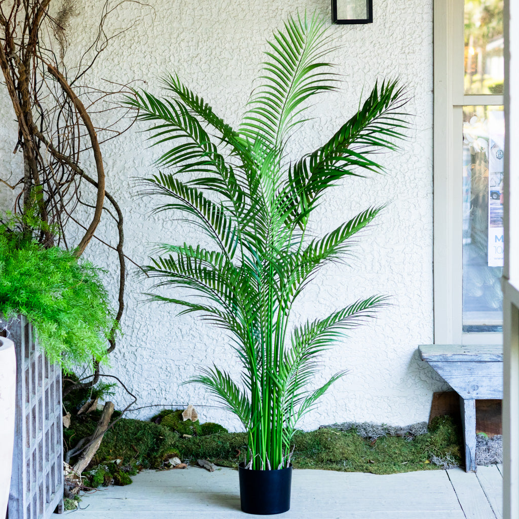 areca palm indoor tree 72" Areca Palm Tree Tall in Pot