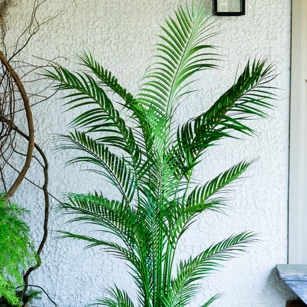 72" Areca Palm Tree Tall in Pot