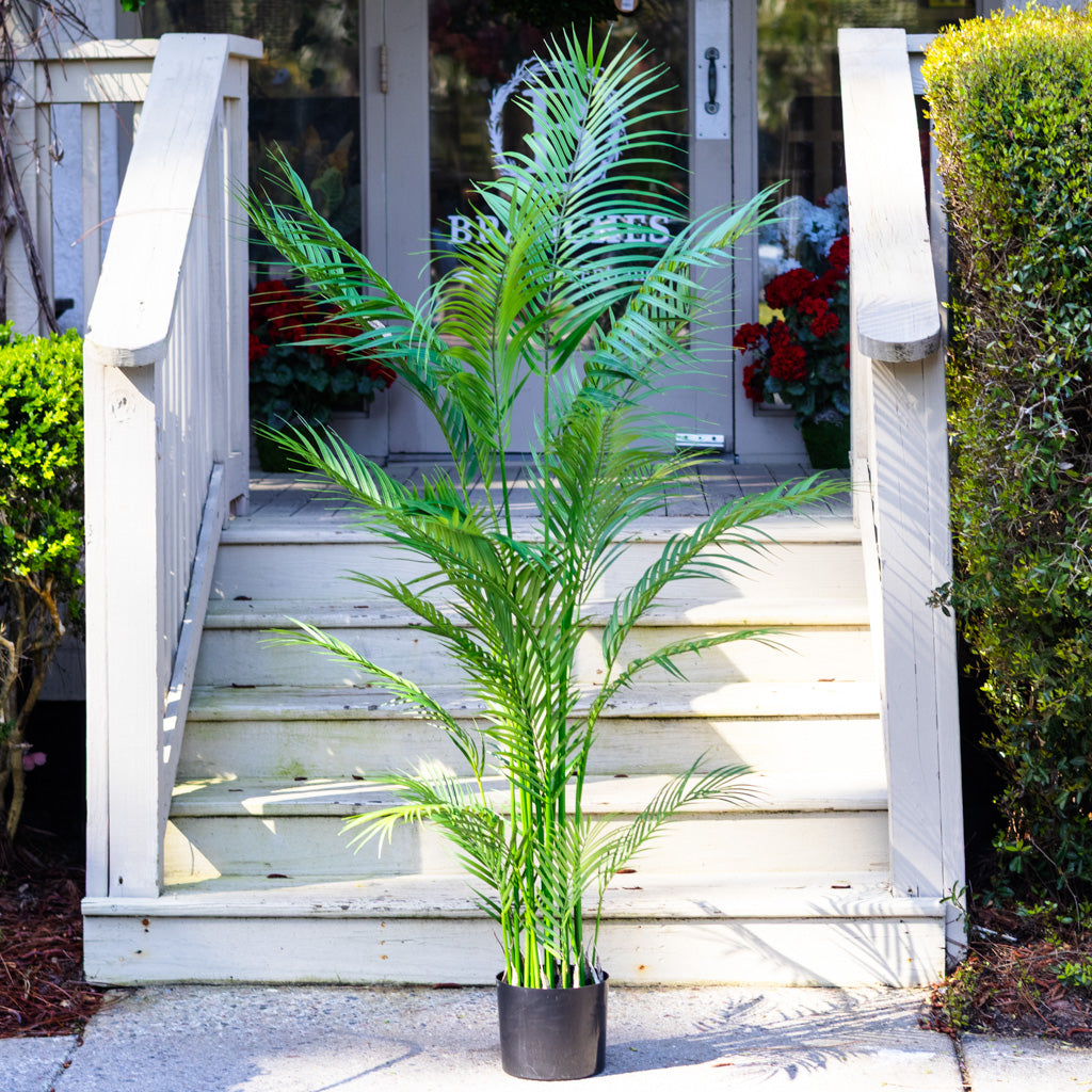 72" Areca Palm Tree Tall in Pot