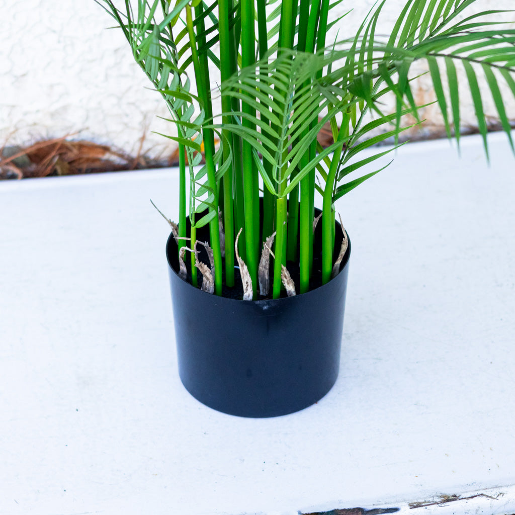 72" Areca Palm Tree Tall in Pot
